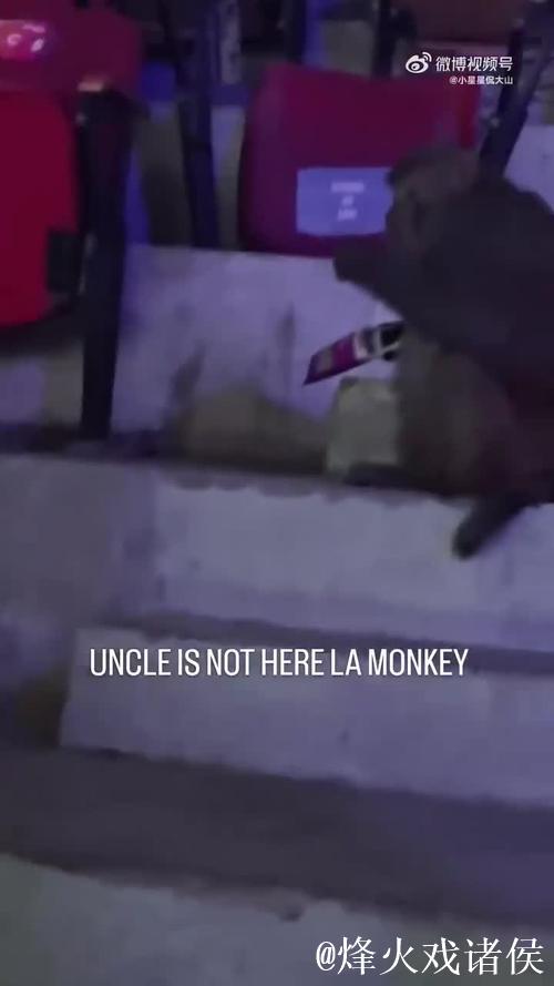 印度羽毛球公开赛观众席惊现猴子闯入